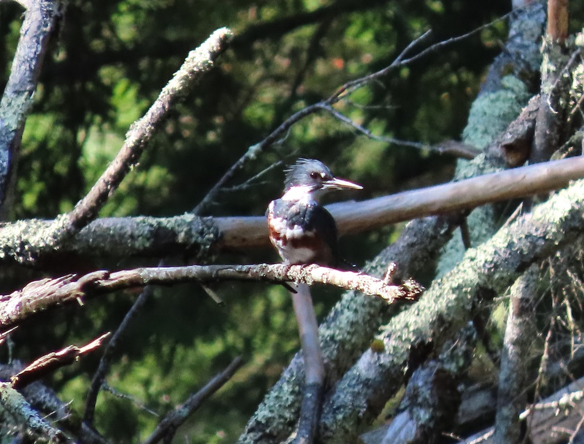 Belted Kingfisher - ML622882348