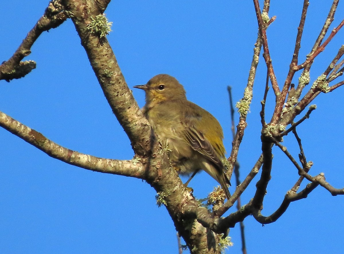 Cape May Warbler - ML622882356