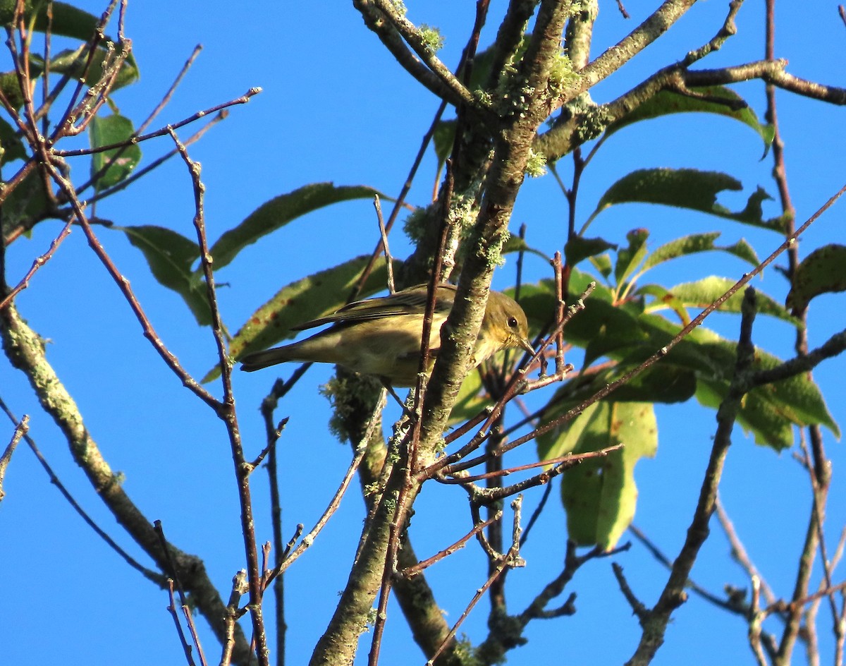 Cape May Warbler - ML622882364