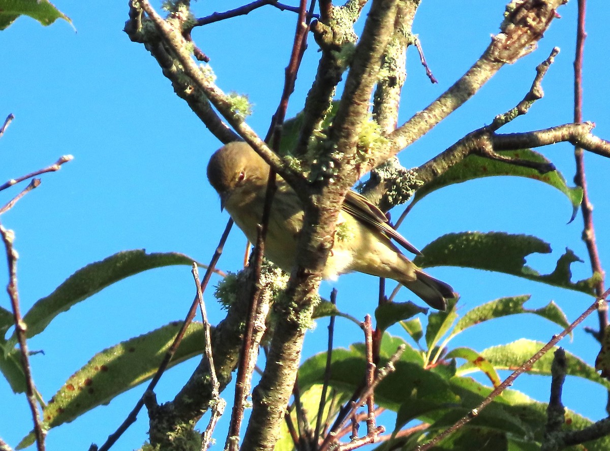 Cape May Warbler - ML622882366