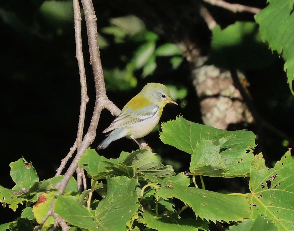 Northern Parula - ML622882371