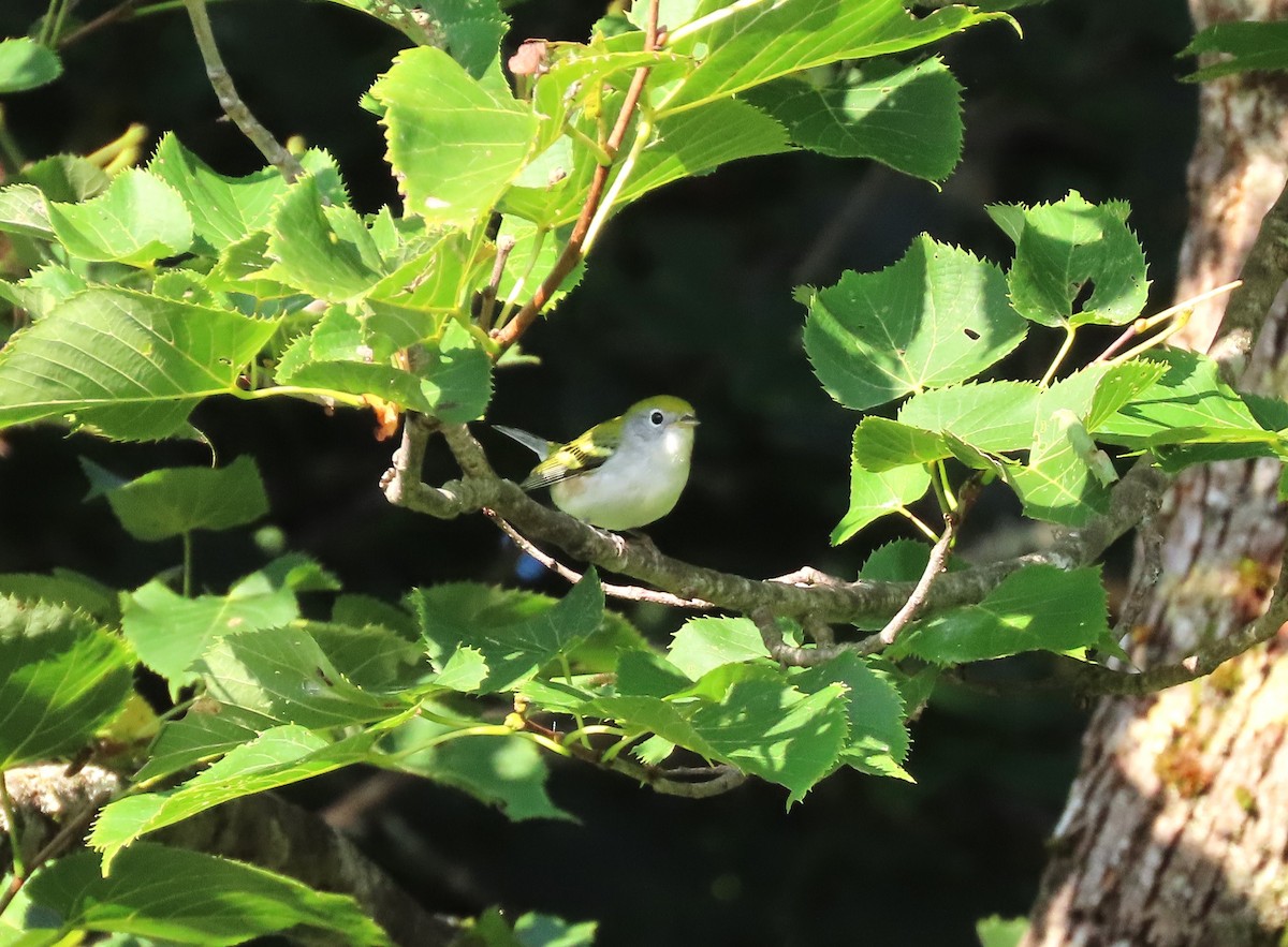 Chestnut-sided Warbler - ML622882375