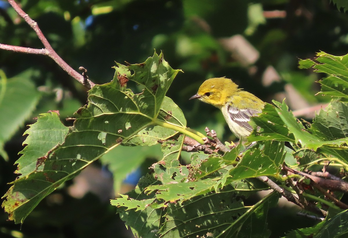 Black-throated Green Warbler - ML622882383