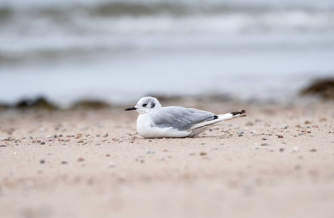 Bonaparte's Gull - ML622882477