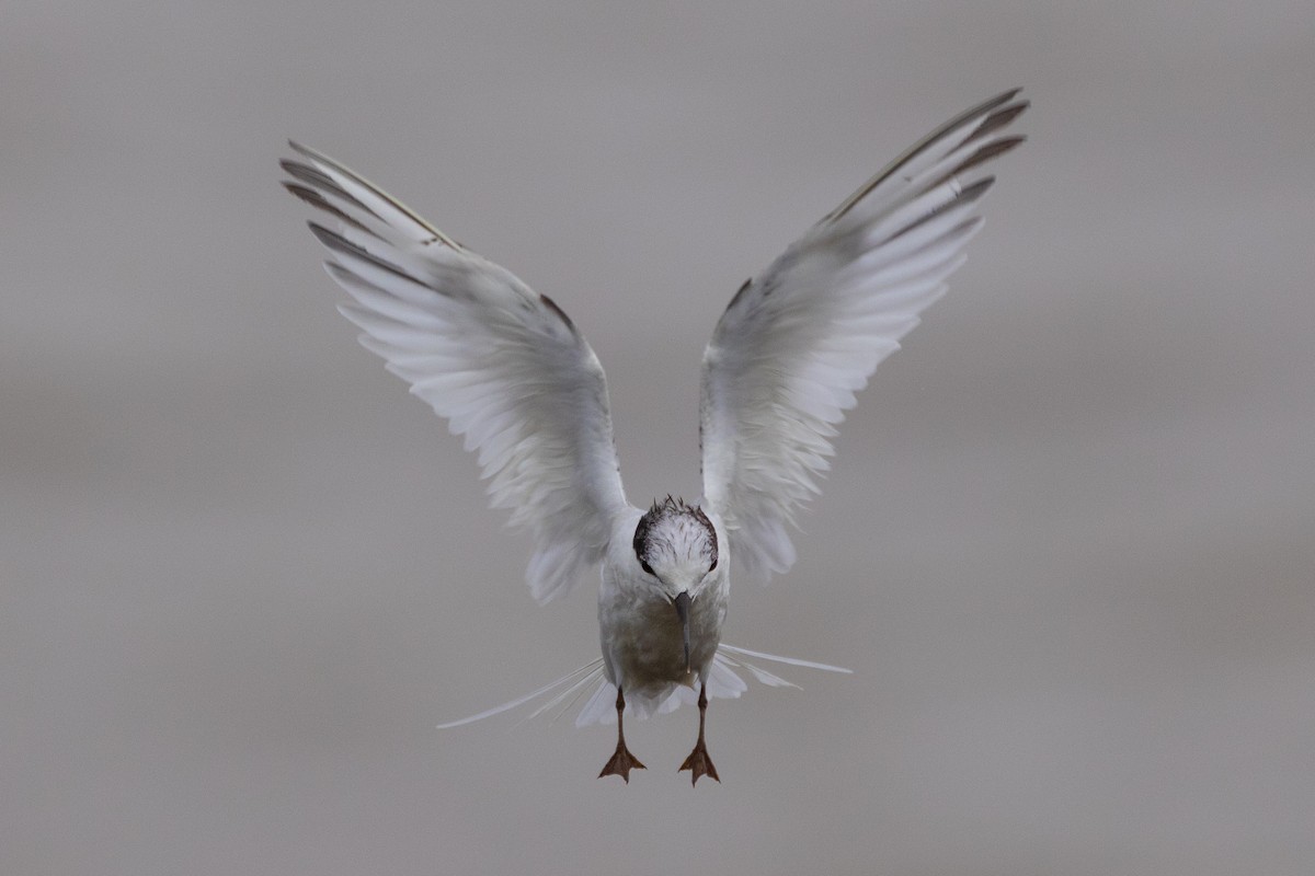 Saunders's Tern - ML622882497