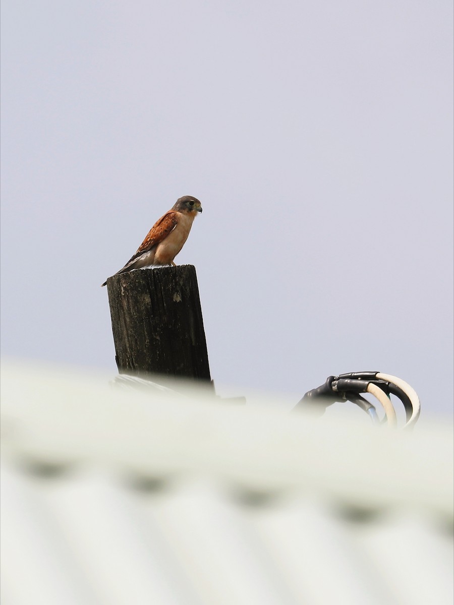 Seychelles Kestrel - ML622882498