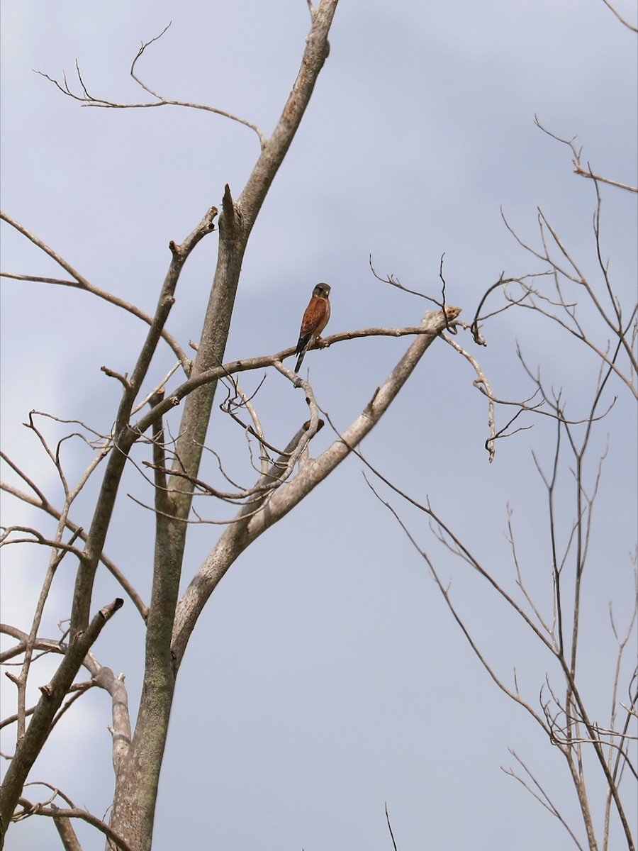 Seychelles Kestrel - ML622882499