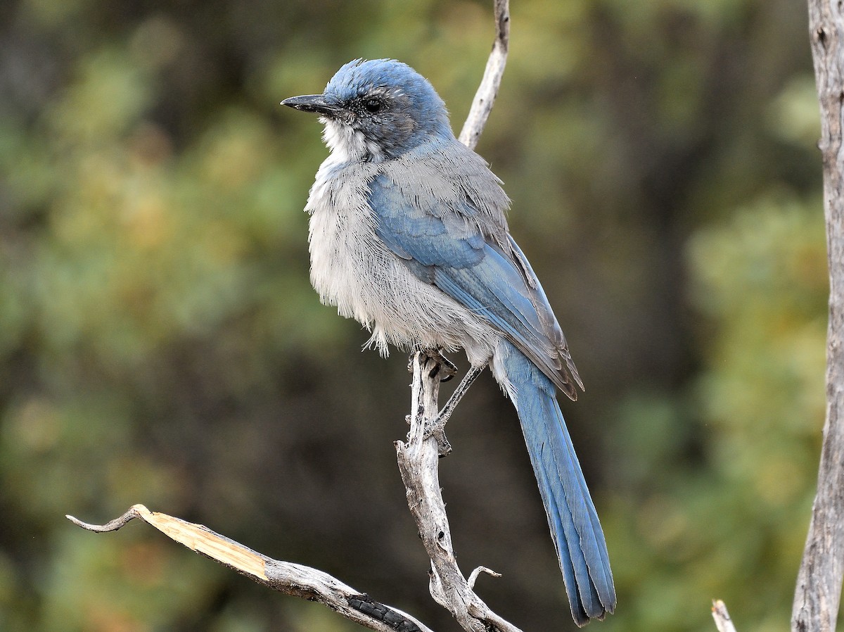 Woodhouse's Scrub-Jay - ML622882500