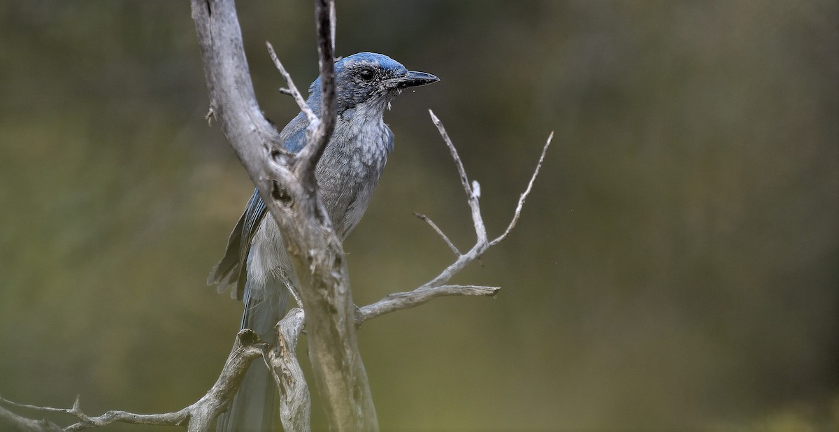 Woodhouse's Scrub-Jay - ML622882518