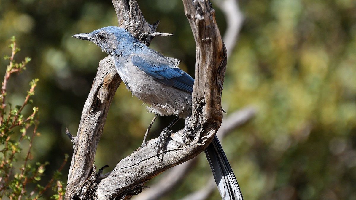 Woodhouse's Scrub-Jay - ML622882522