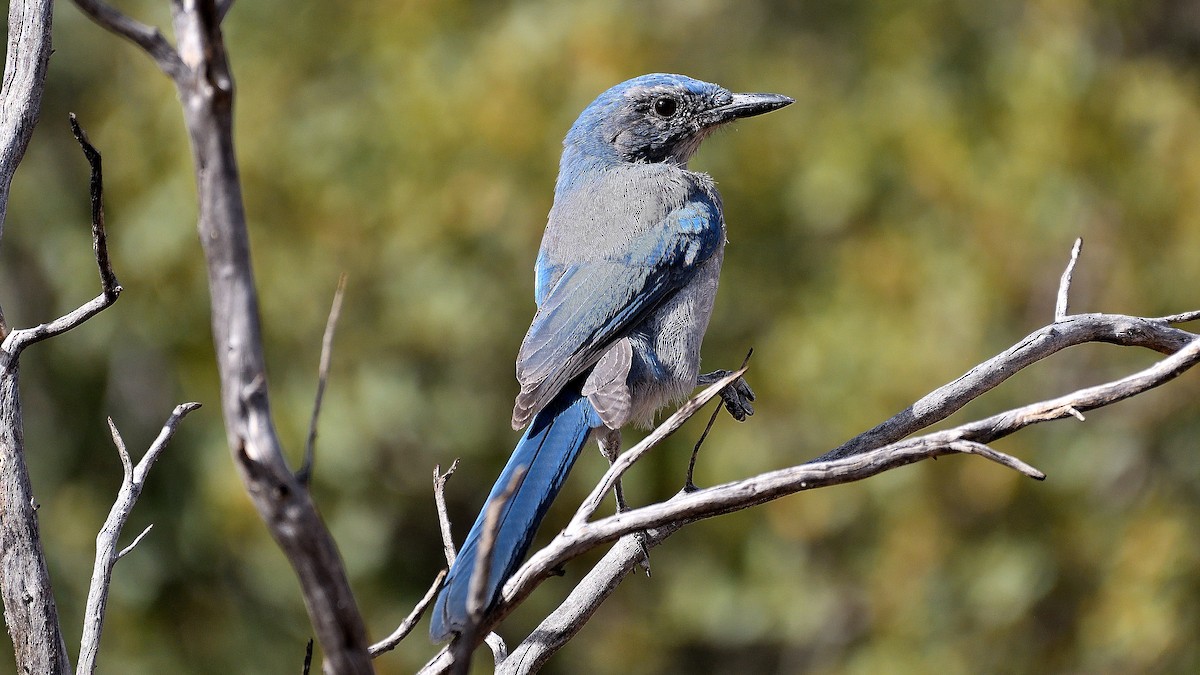 Woodhouse's Scrub-Jay - ML622882532