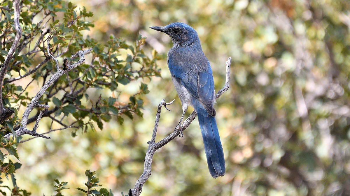 Woodhouse's Scrub-Jay - ML622882537