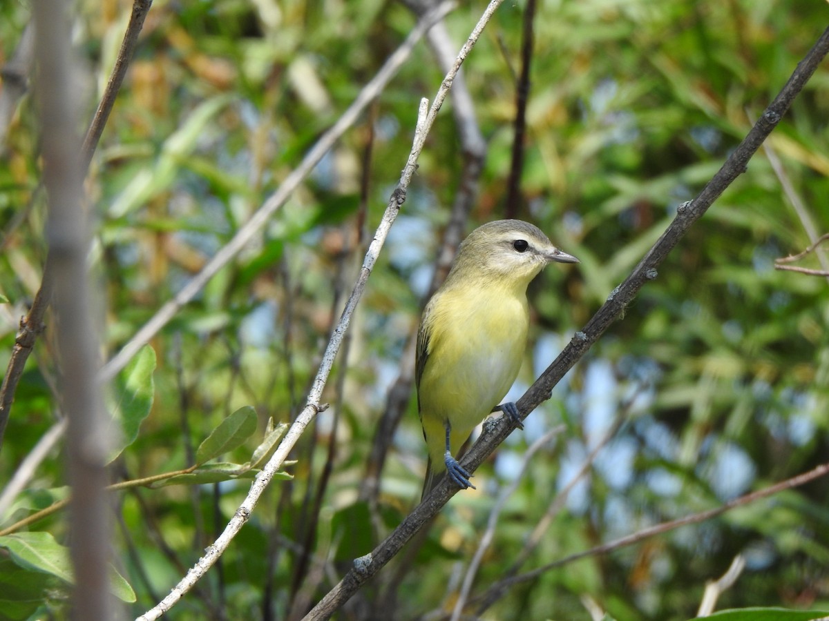 Philadelphia Vireo - ML622882557