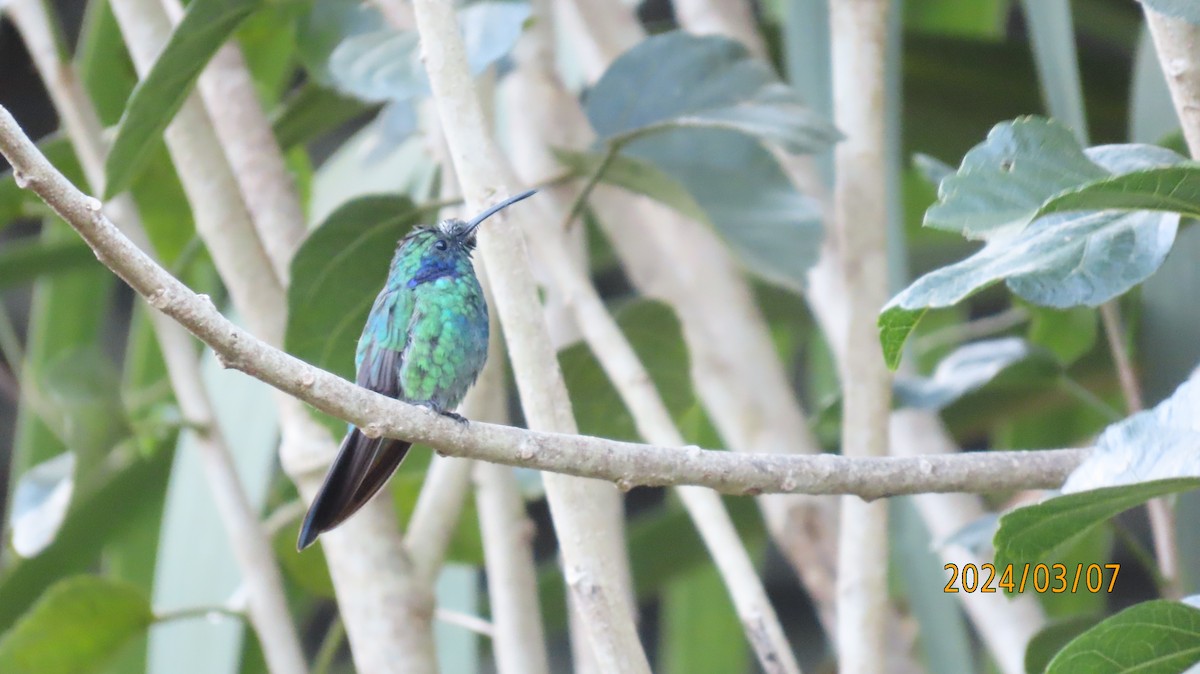 Lesser Violetear - ML622882593