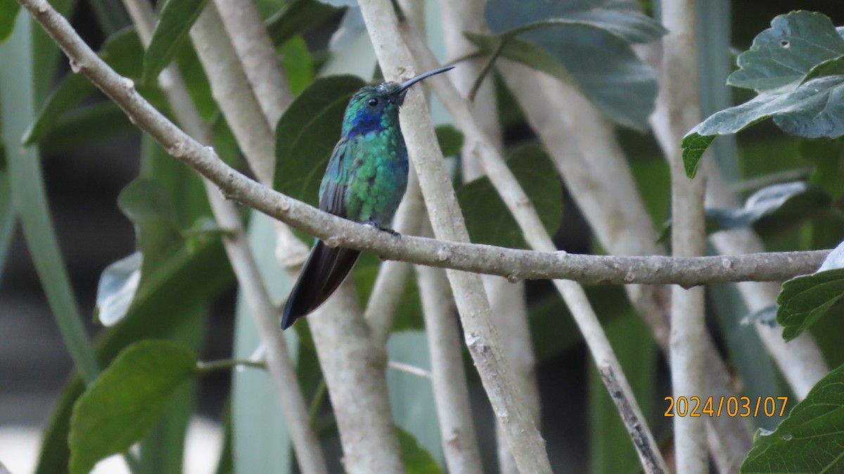 Lesser Violetear - ML622882594