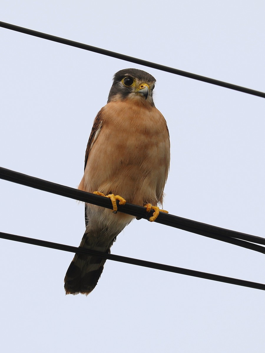 Seychelles Kestrel - ML622882624