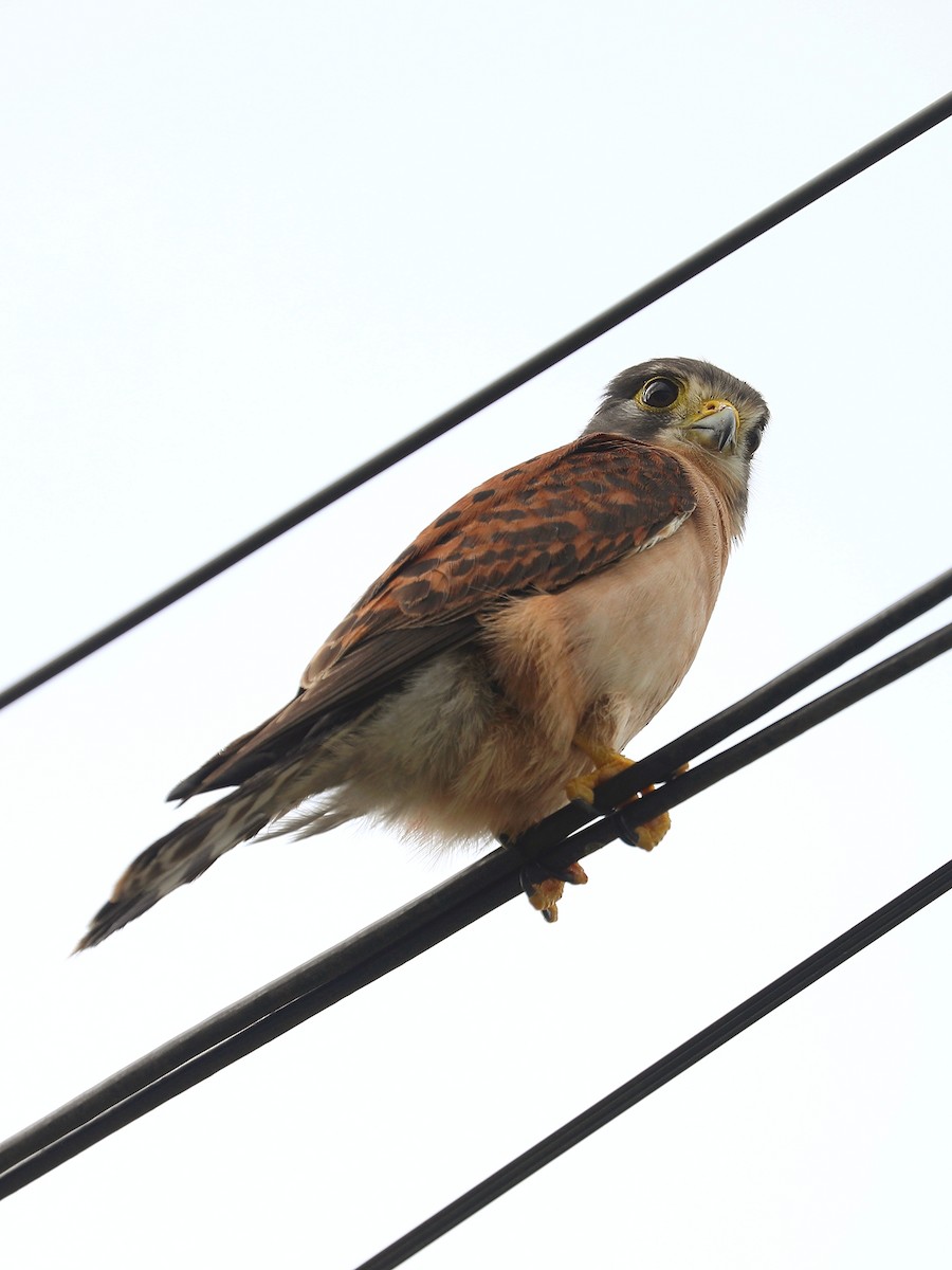 Seychelles Kestrel - ML622882625