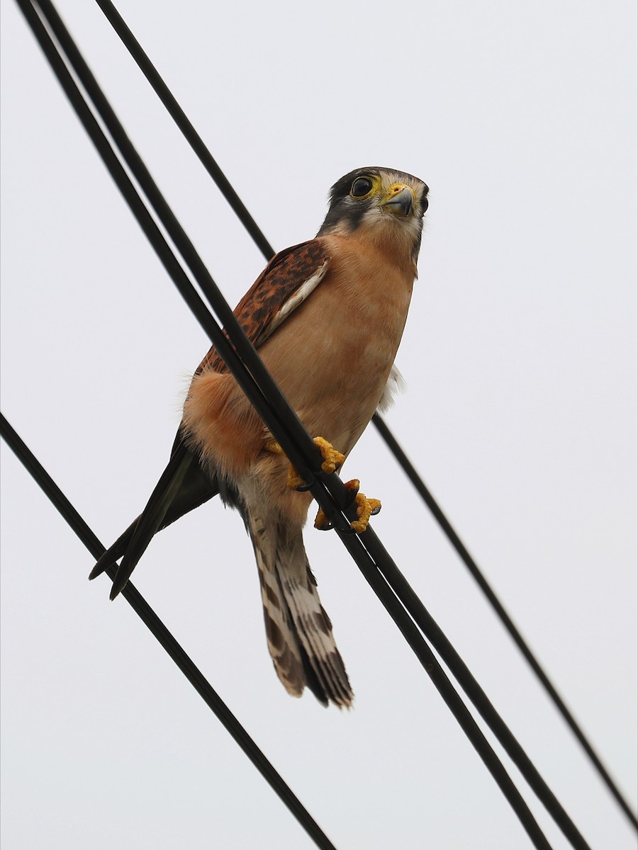 Seychelles Kestrel - ML622882626