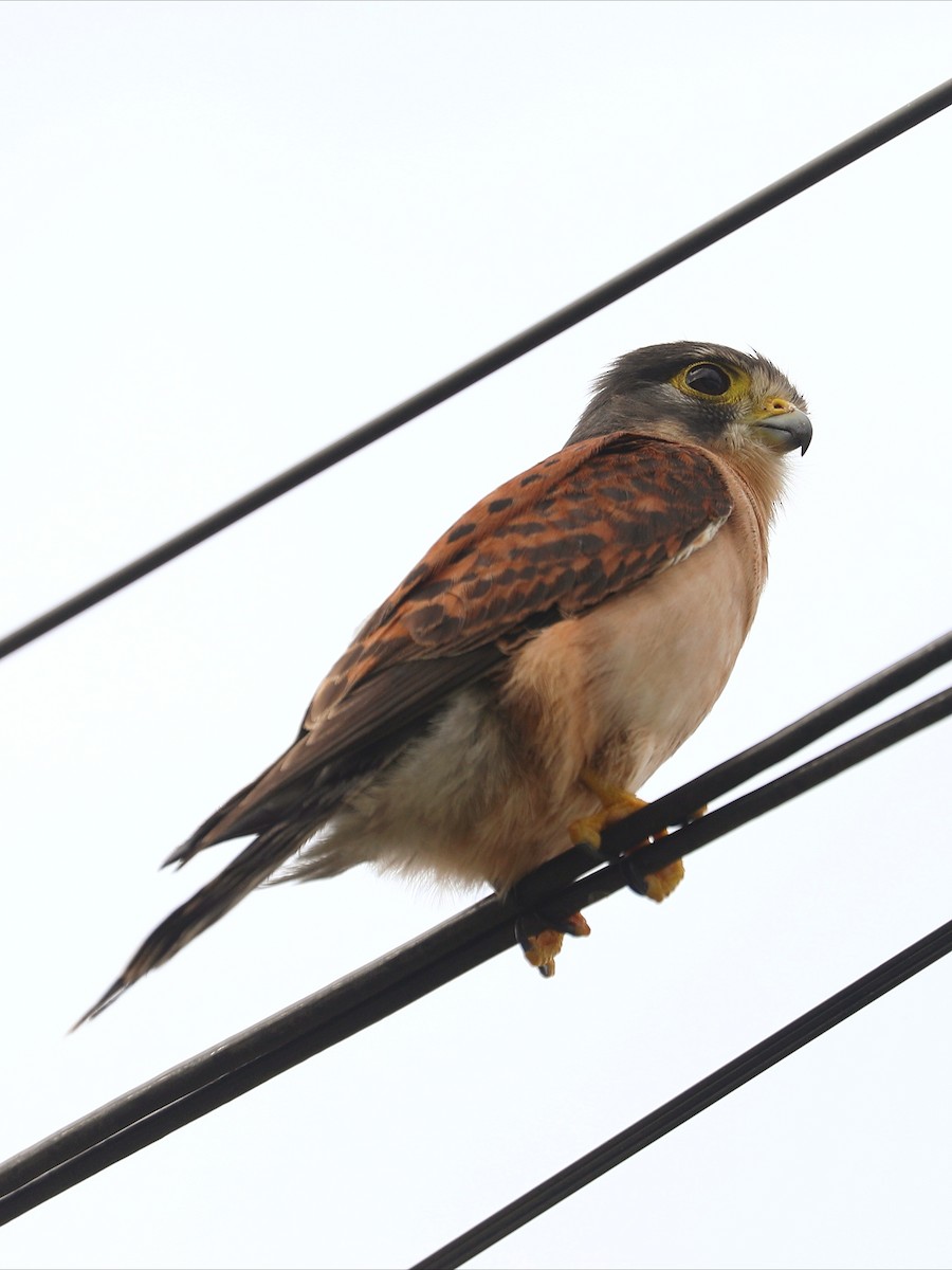 Seychelles Kestrel - ML622882627