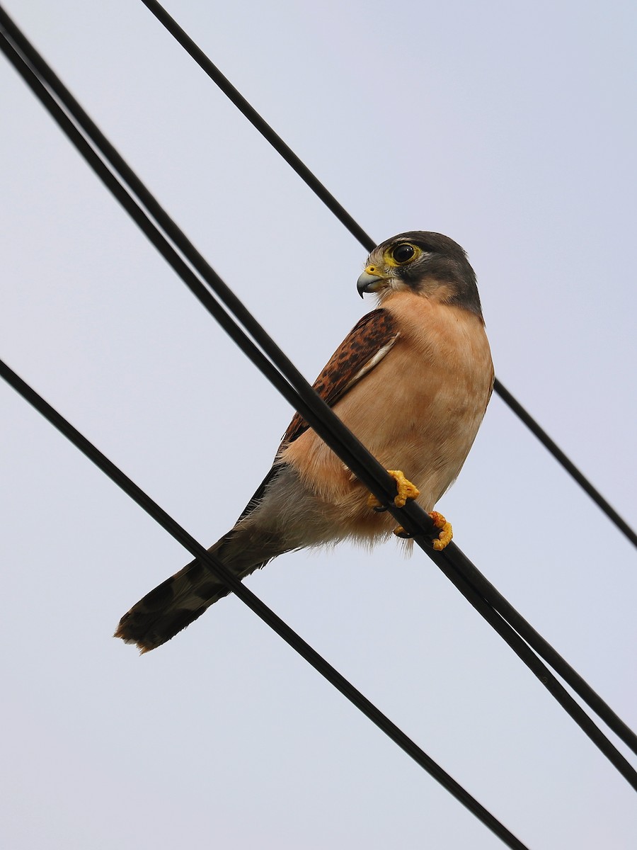 Seychelles Kestrel - ML622882628