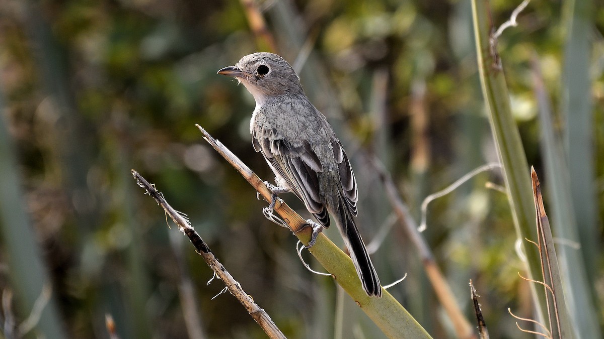 Gray Vireo - ML622882638