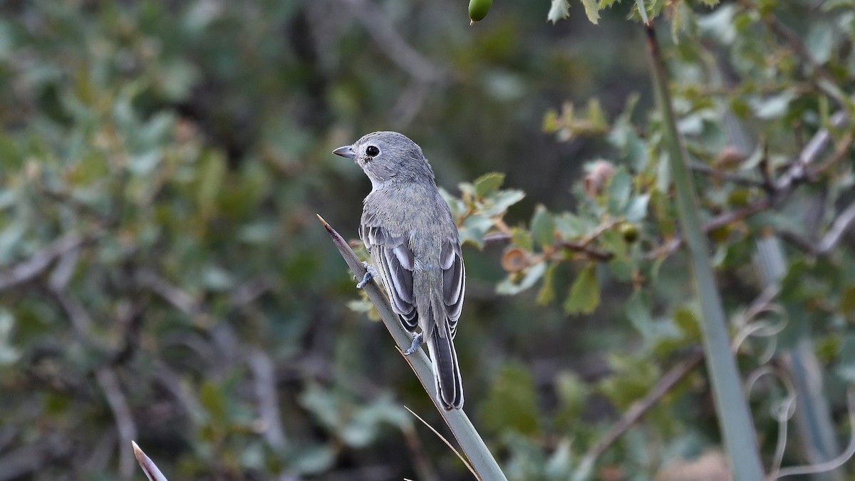 Gray Vireo - ML622882647