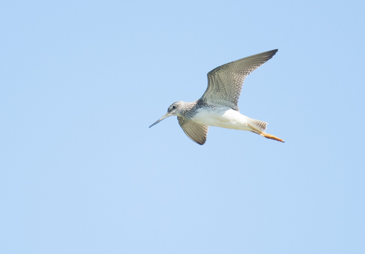 Greater Yellowlegs - ML622882655