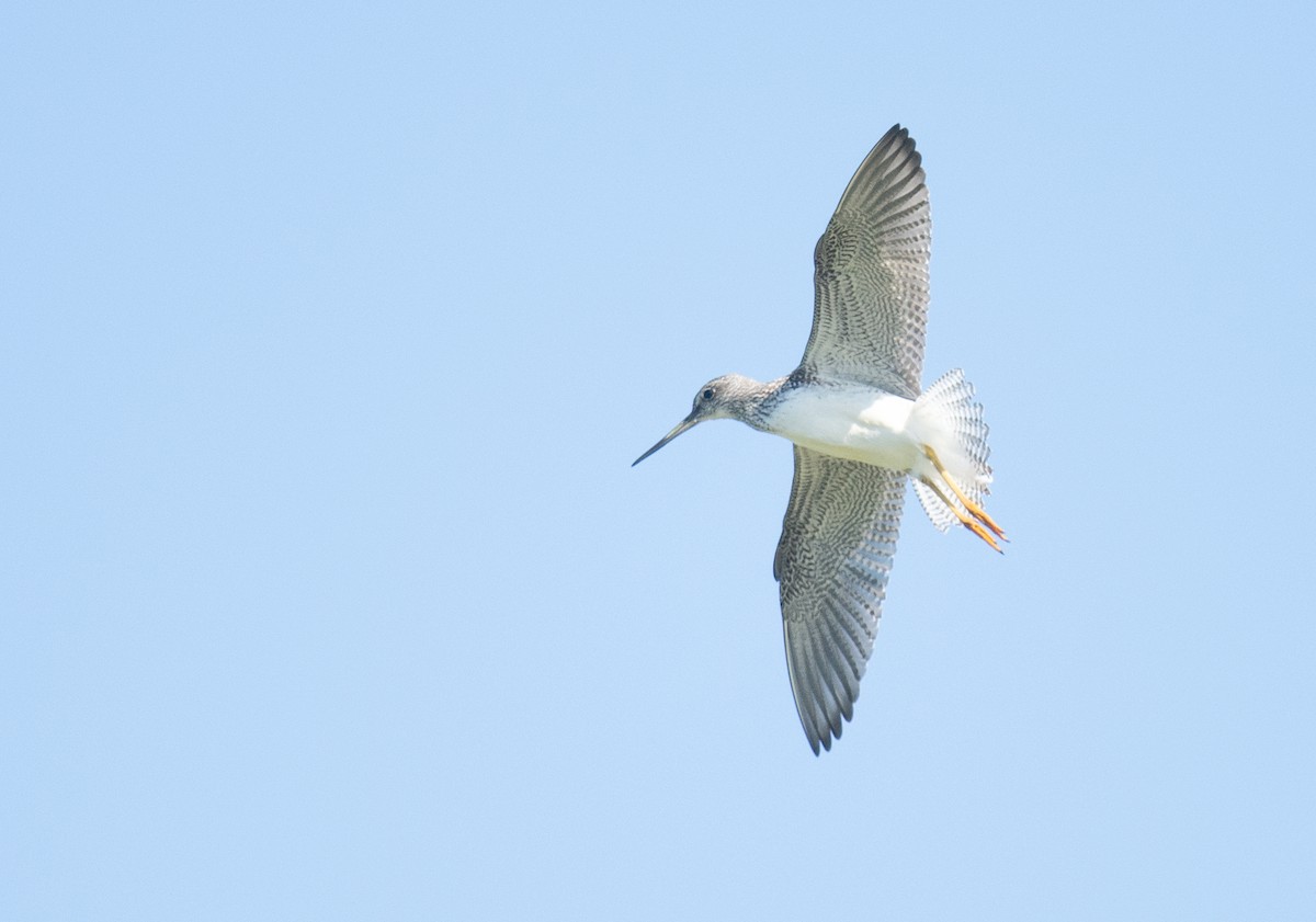 Greater Yellowlegs - ML622882656