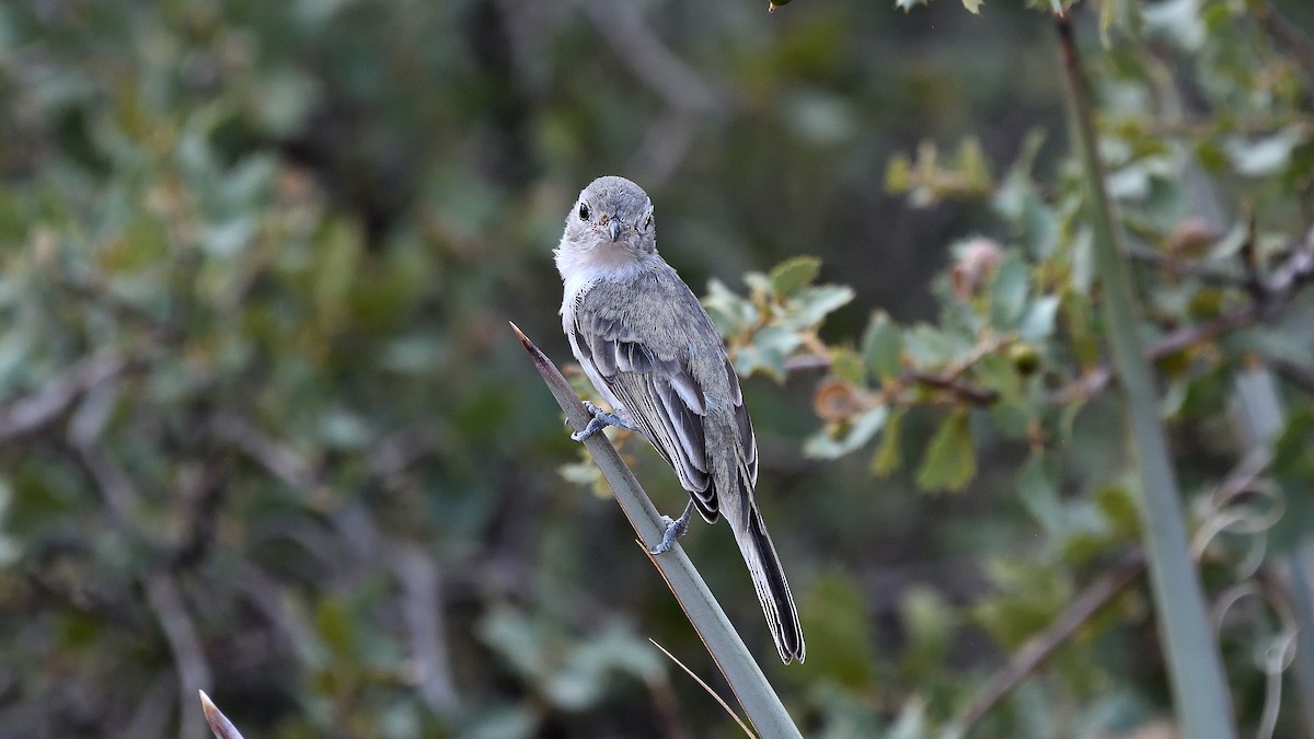 Gray Vireo - ML622882662