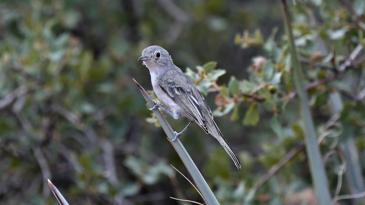 Gray Vireo - ML622882663