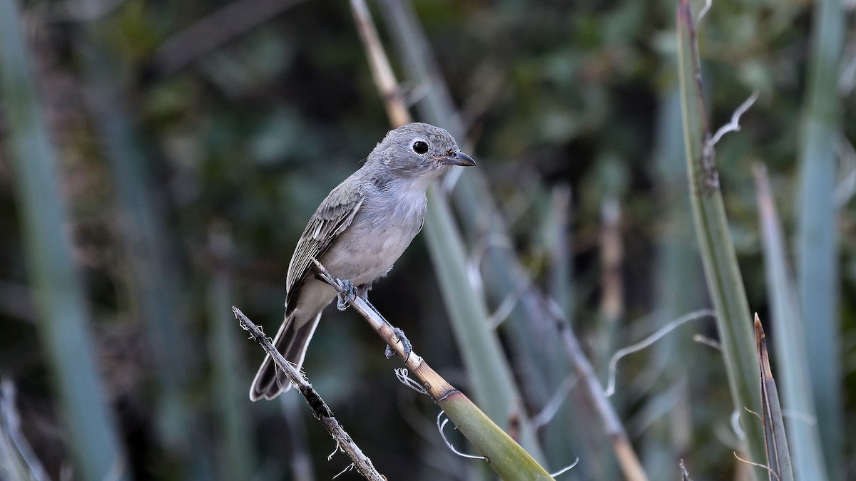 Gray Vireo - ML622882667