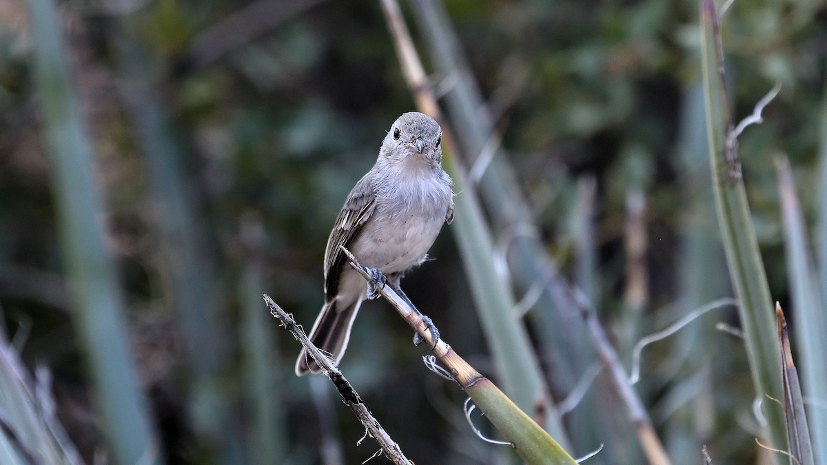 Gray Vireo - ML622882712