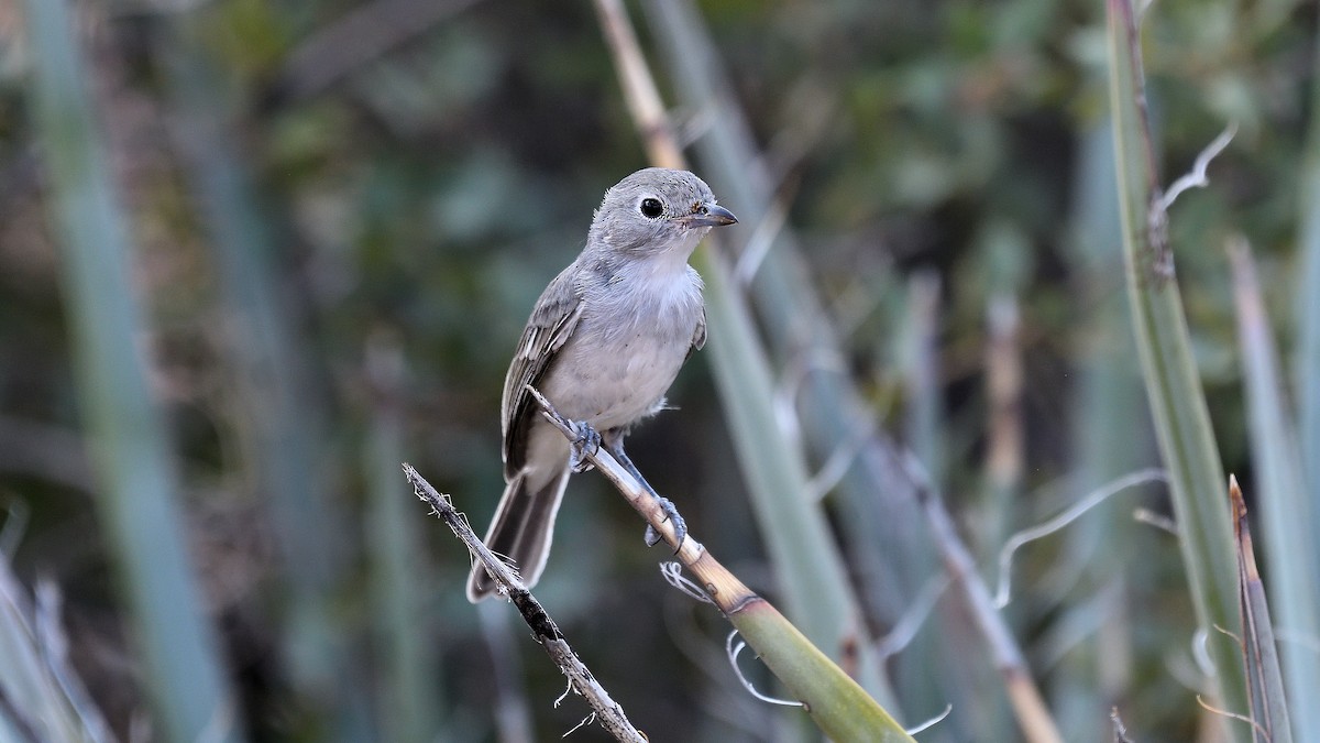 Gray Vireo - ML622882721