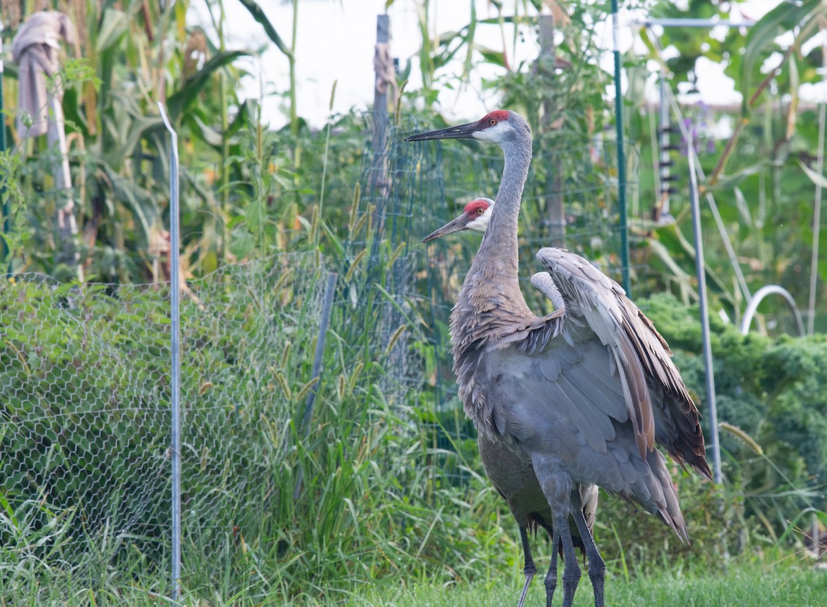 Sandhill Crane - ML622882733