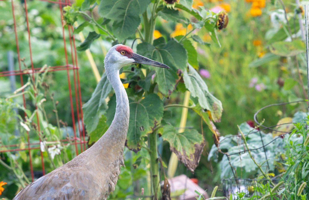 Sandhill Crane - ML622882734