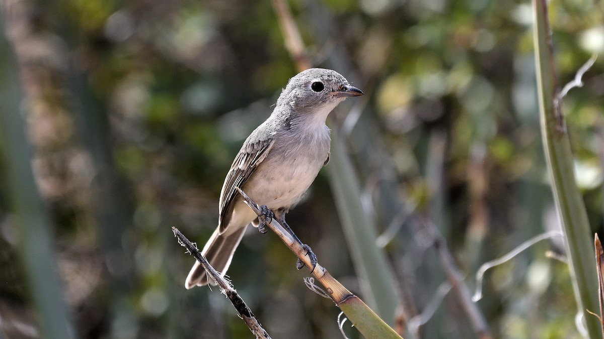 Gray Vireo - ML622882743