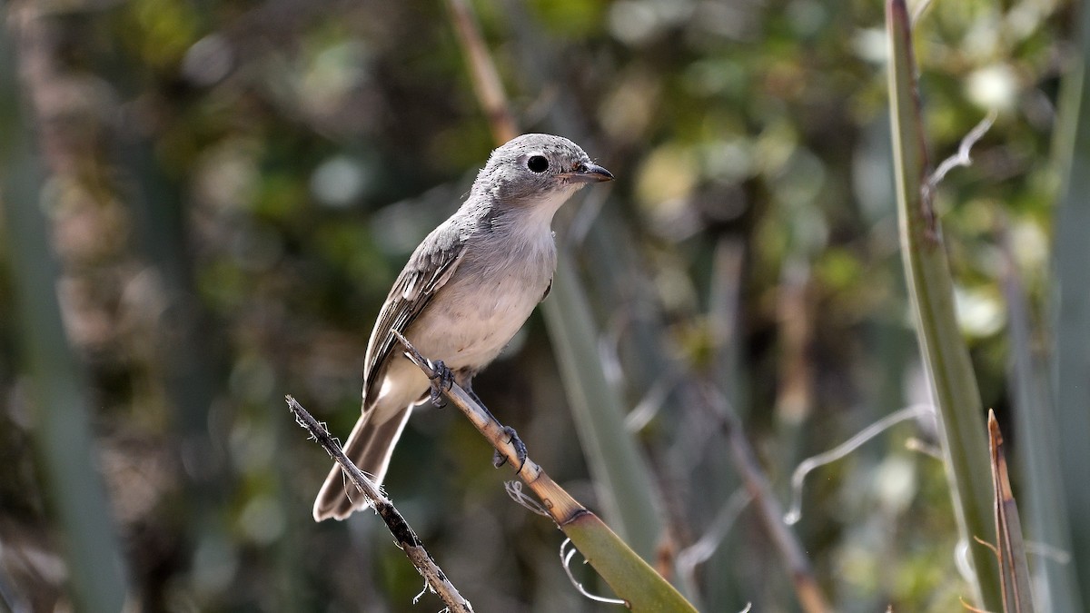 Gray Vireo - ML622882744