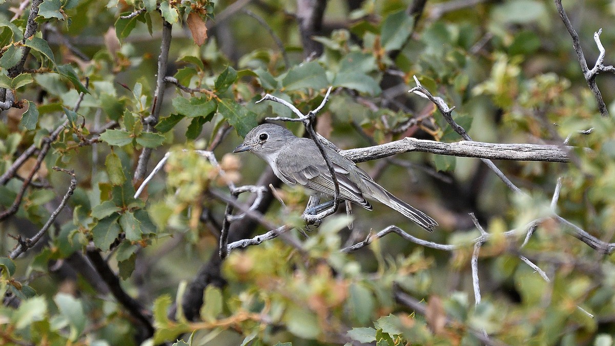 Gray Vireo - ML622882748