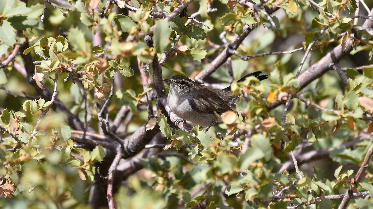 Bewick's Wren - ML622882779