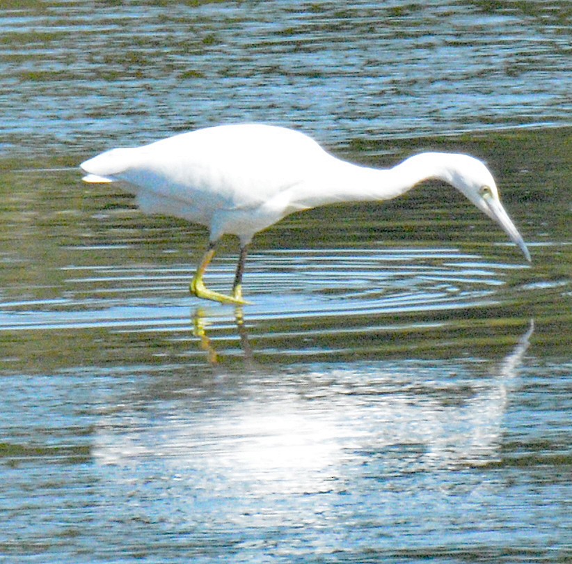 Little Blue Heron - ML622882780