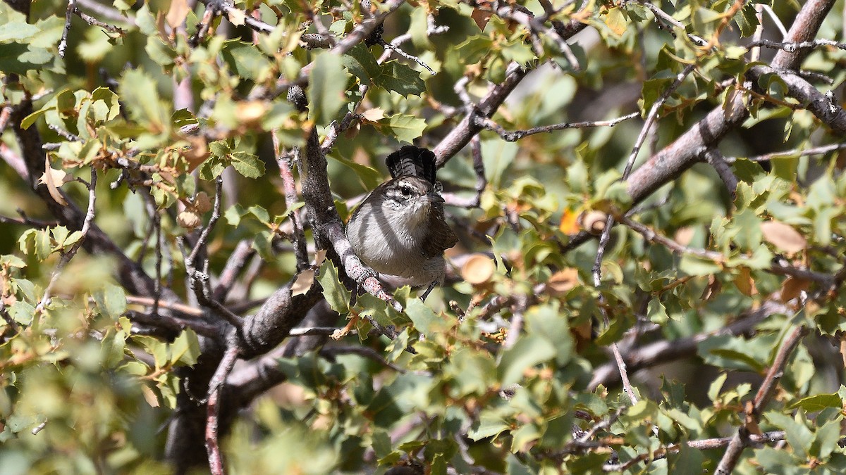 Bewick's Wren - ML622882781