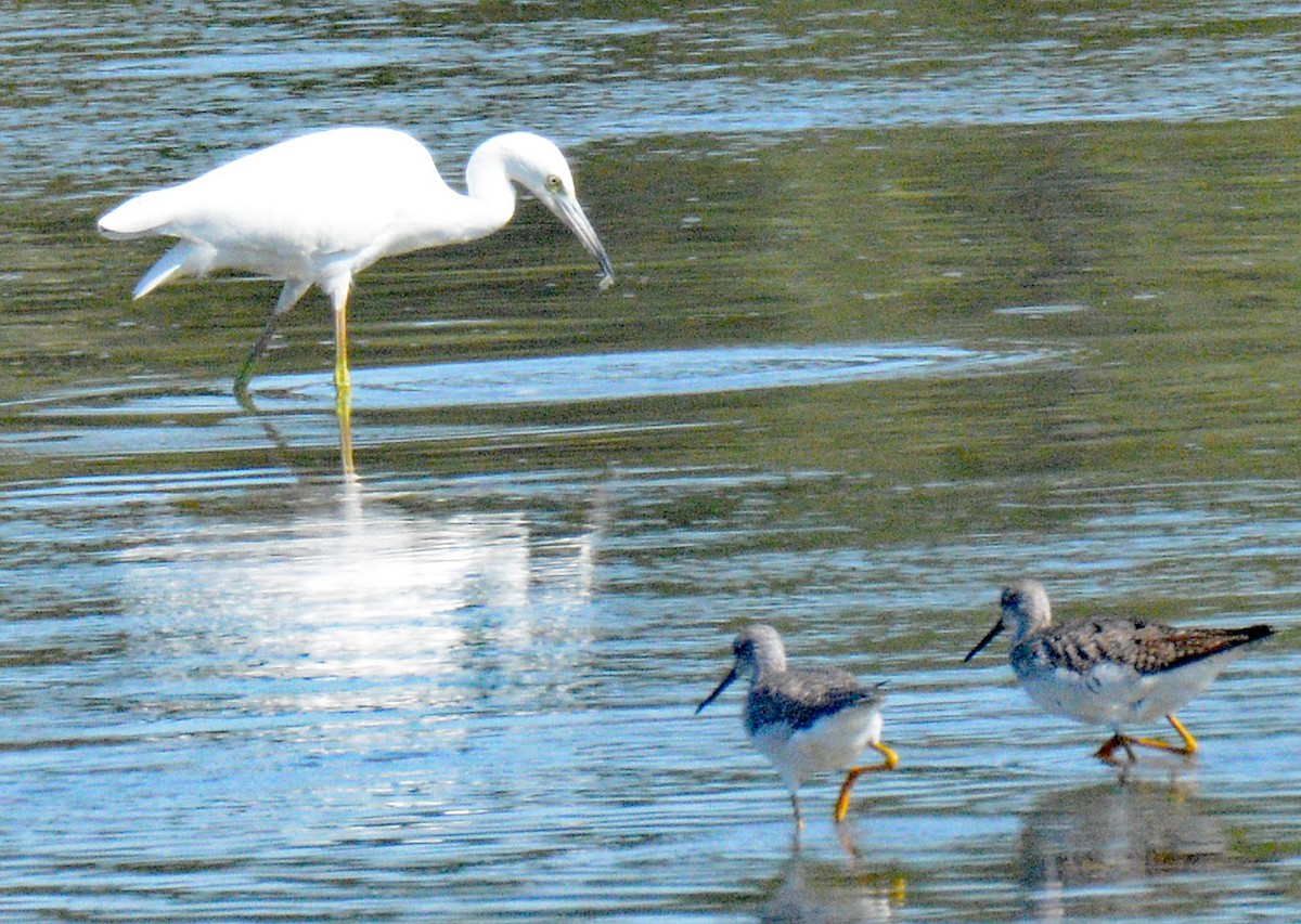 Little Blue Heron - ML622882782