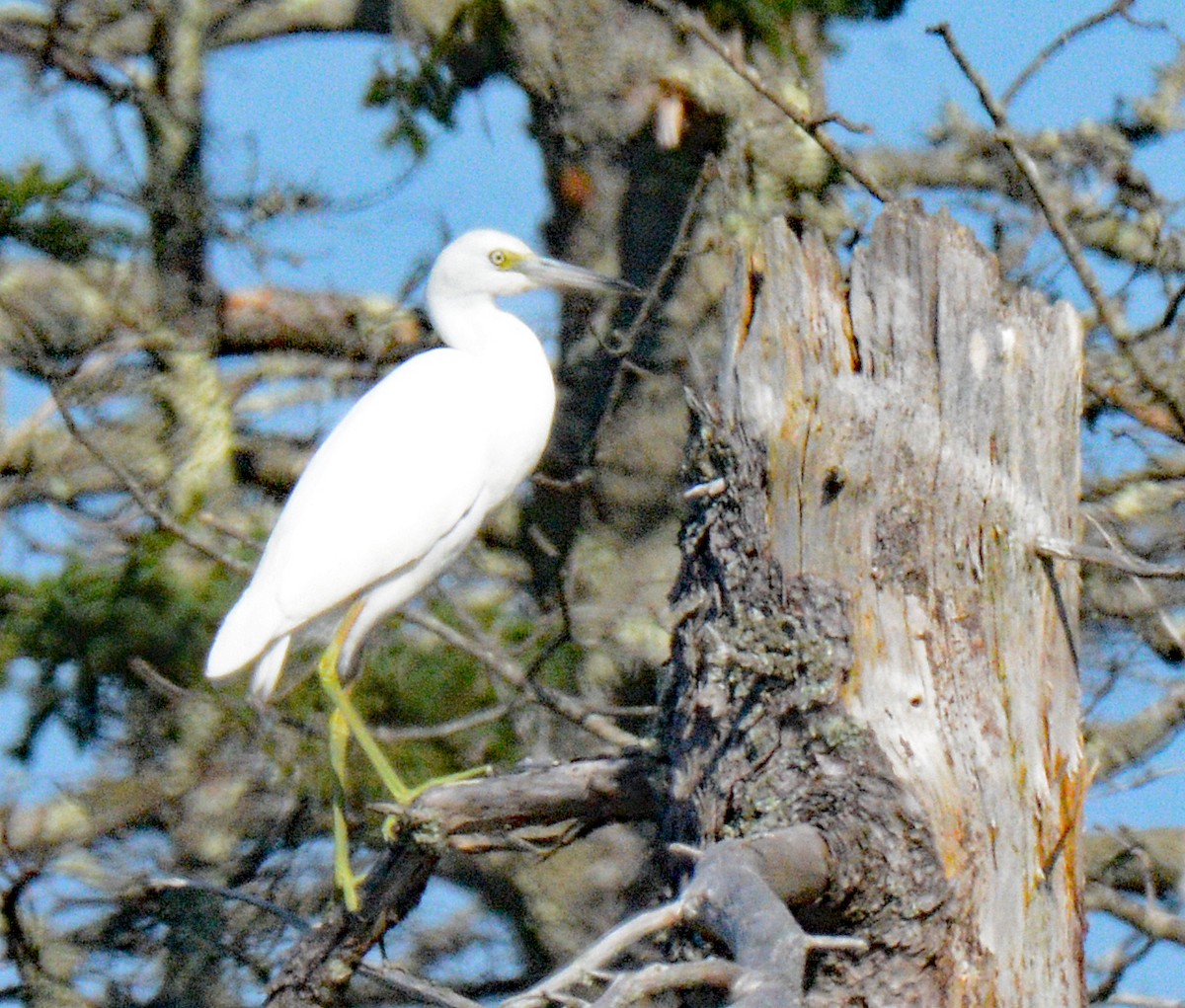 Little Blue Heron - ML622882783