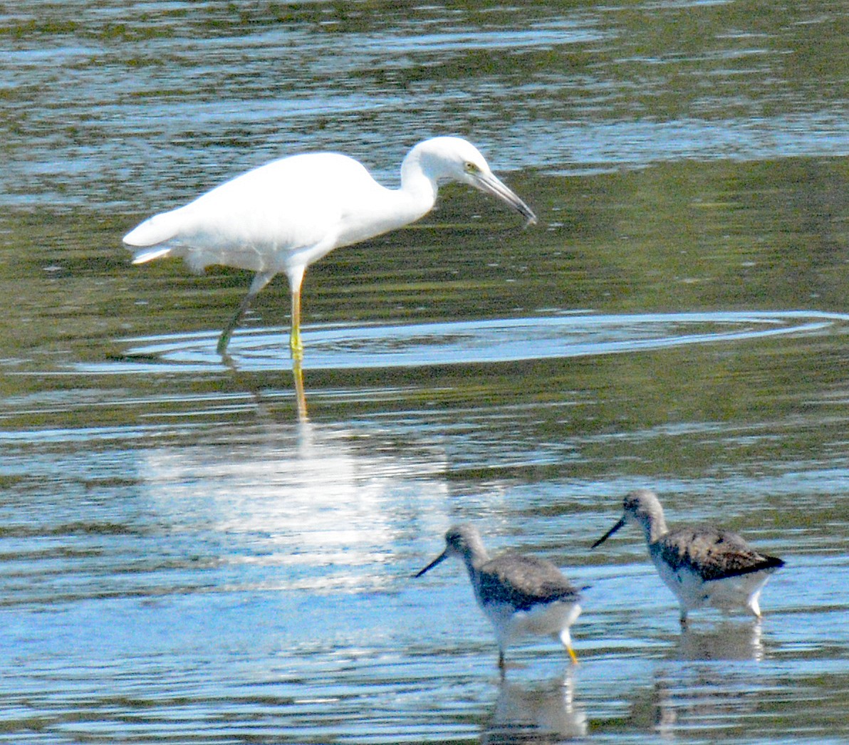 Little Blue Heron - ML622882784