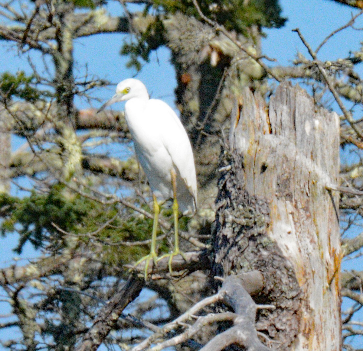 Little Blue Heron - ML622882785