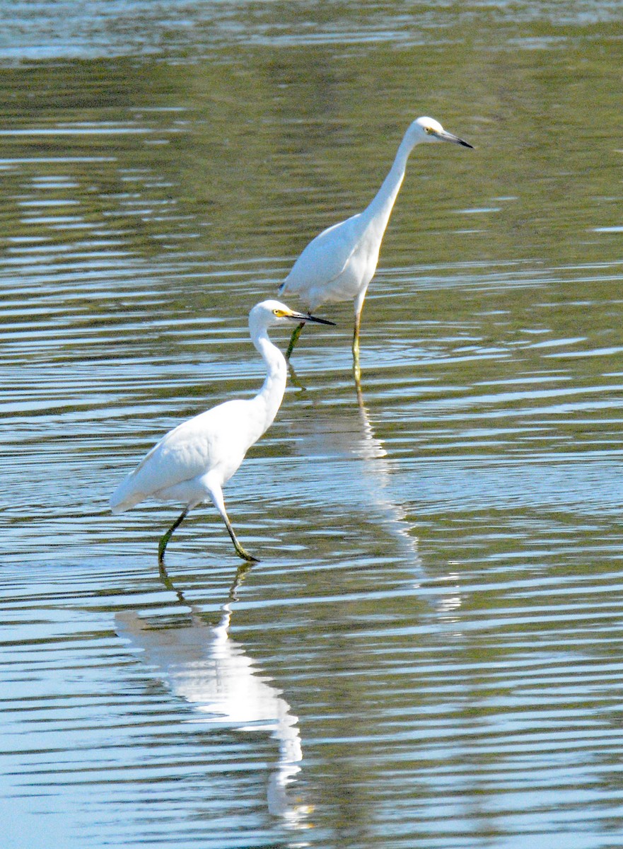 Little Blue Heron - ML622882791