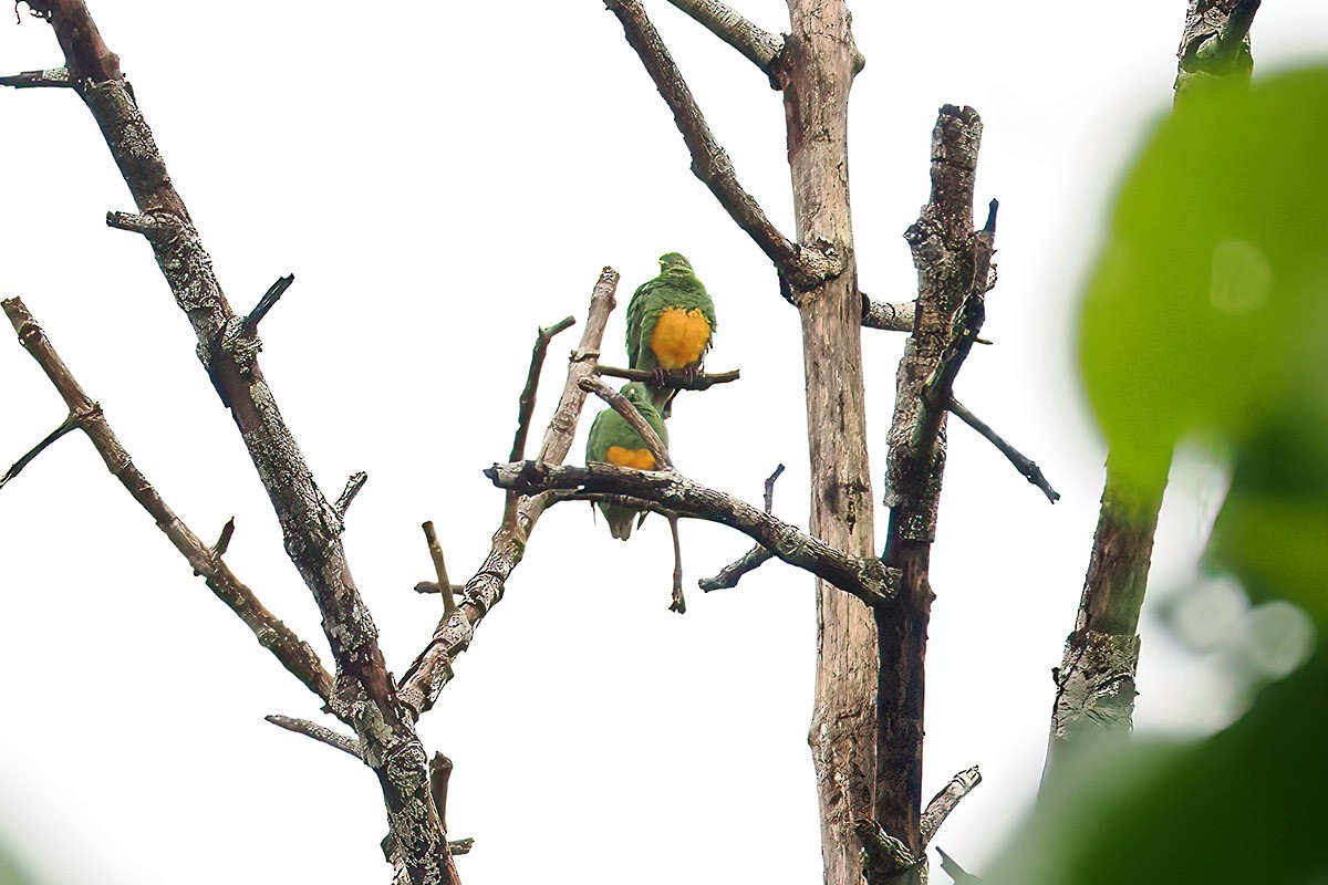 Orange-bellied Fruit-Dove - ML622882792