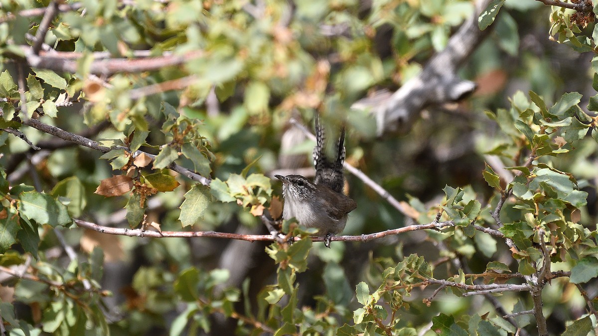 Bewick's Wren - ML622882794