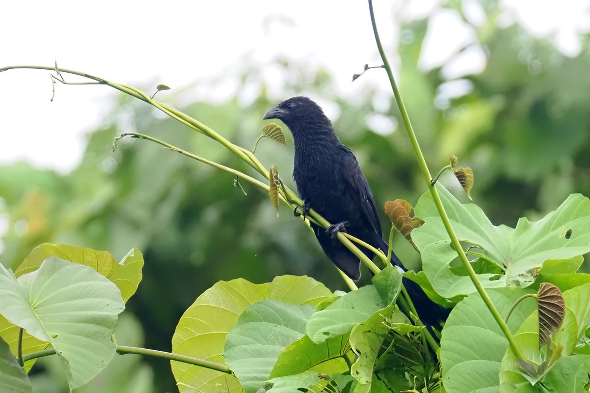 Lesser Black Coucal - ML622882805