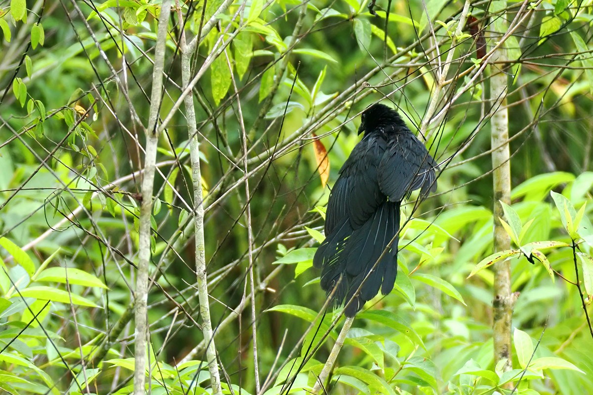 Lesser Black Coucal - ML622882806